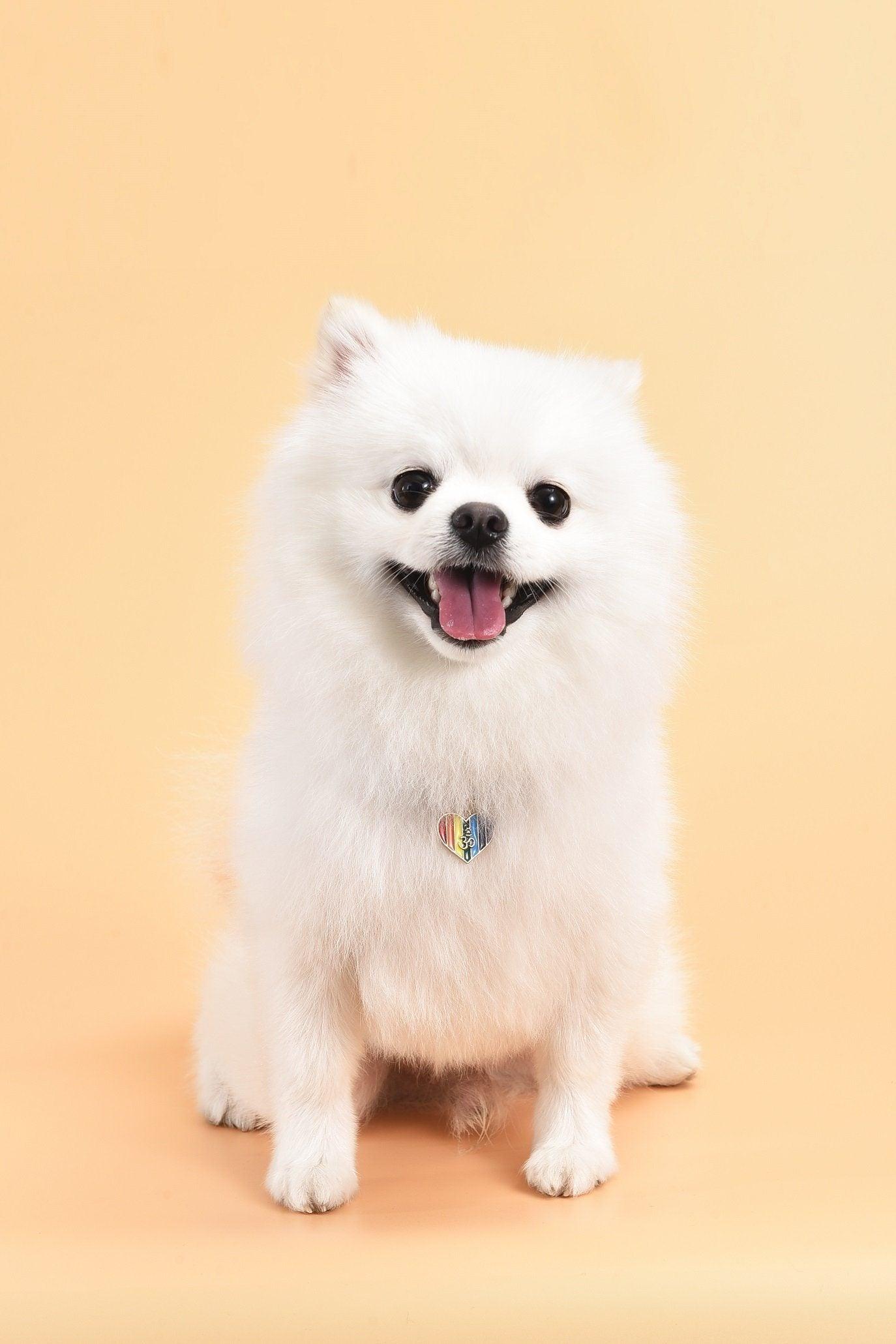 Regenbogen Herz Om Chakra Welpen Hundemarke "Freudiges Abenteuer"